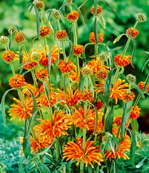 Leonotis 'Löwenohr'