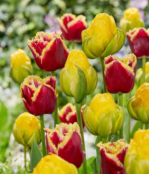 Tulpen-Mix 'Sweet Darling'