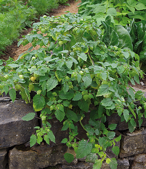Eine Physalis-Pflanze im Garten mit noch unreifen Früchten in ihren papierartigen Hüllen. Ihre Ranken hängen über einer Mauer.