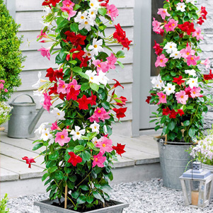 Mediterraner Garten