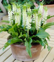 Schopflilie (Ananasblume) 'Autumnalis'