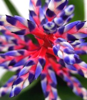 Aechmea 'Blue Rain'