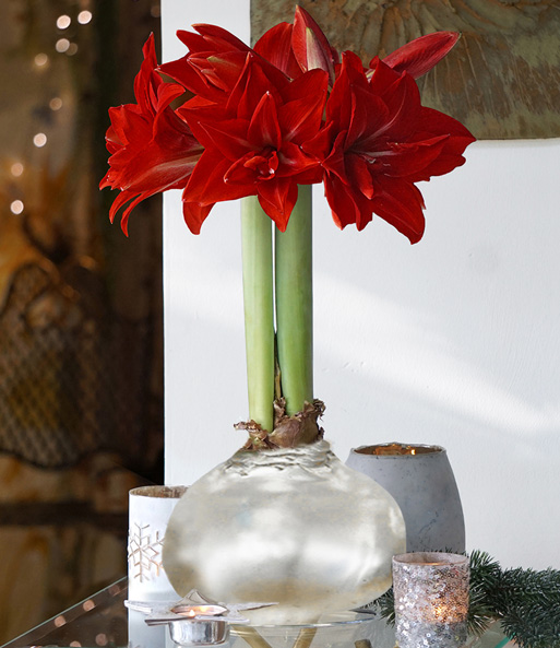 MEGA XXL Wachs-Amaryllis Silber rote Blüte