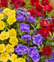 Zauberglöckchen Trixi® 'Hot Petticoat', Trio im 12 cm Topf