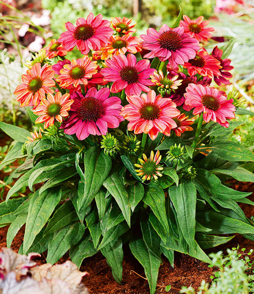 Die Echinacea „Evolution“ steht magenta Blühend in einem gepflegten Beet. Junge Blüten sind noch grün.