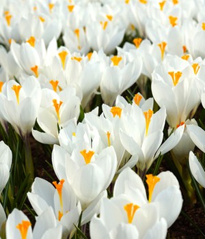 Krokus 'Jeanne d'Arc'