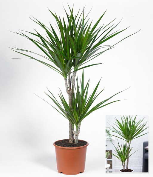 Dracena 'Marginata' ca. 70-80 cm hoch - 1 Pflanze