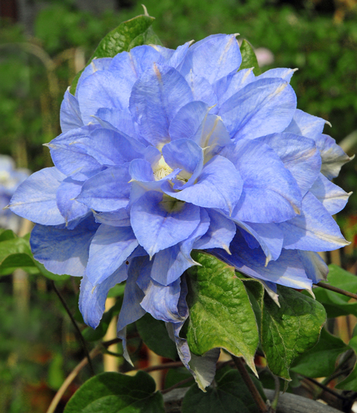 Clematis 'Crater Lake®', im 2-Liter Topf