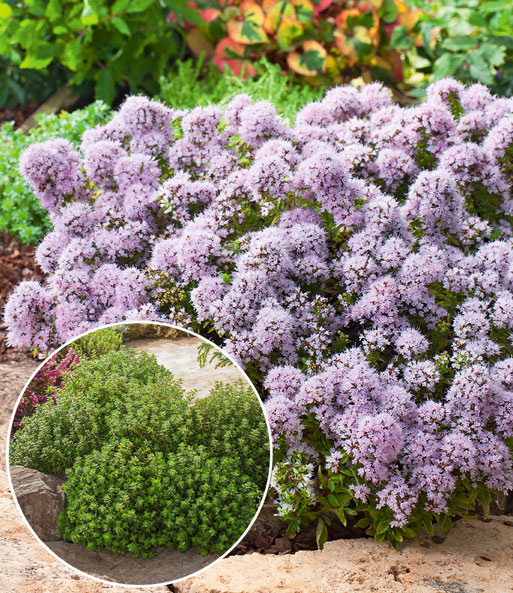 Winterharter Oregano