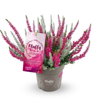 Calluna Knospenheide 'Fluffy Kiss', 11 cm-Topf