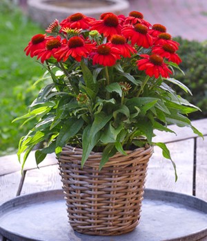 Echinacea 'SunMagic Vintage Electric Orange®'