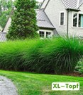 Chinaschilf Gracillimus im 14 cm XL-Topf