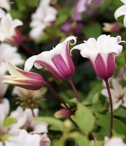 Tulpen-Clematis 'Princess Kate®', im 2-Liter Topf