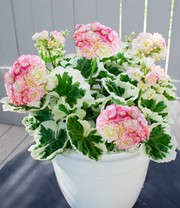 Geranie 'Strawberry Blossom'