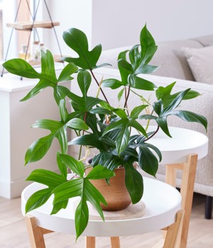 Philodendron 'Florida Green'