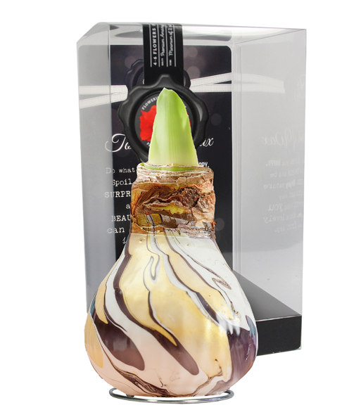 XL Wachs-Amaryllis 'Swirl'  black