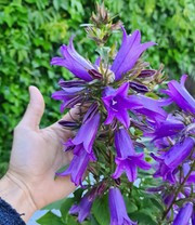 Campanula 'Rebelle®'