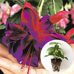 Fuchsien Jungpflanzen