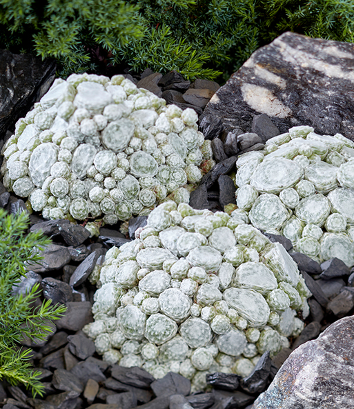 Sempervivum 'Arctic White® & Coral Red®'