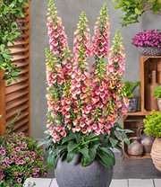 Digitalis 'Arctic Fox®'
