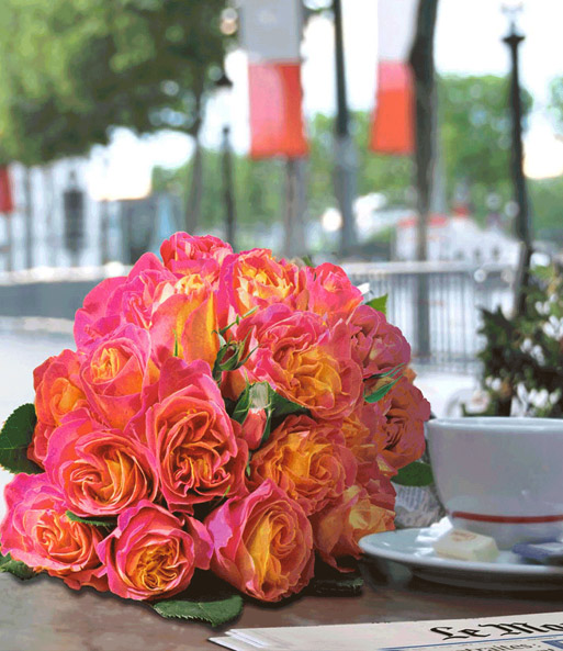 Duftende Rose der Liebe 'La Parisienne®'