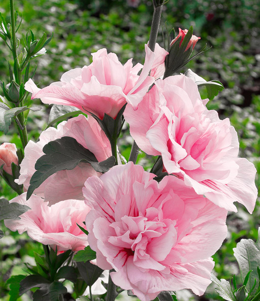 Nahaufnahme der Gefüllten Blüten des Hibiskus „Chiffon“ pink. Die Blütenblätter haben kräftig pinke Streifen in der Mitte.