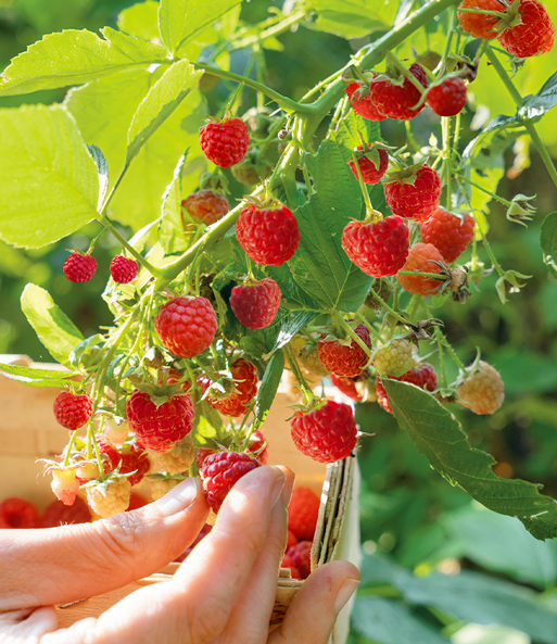 Balkon-Himbeere 'Maddalena®'