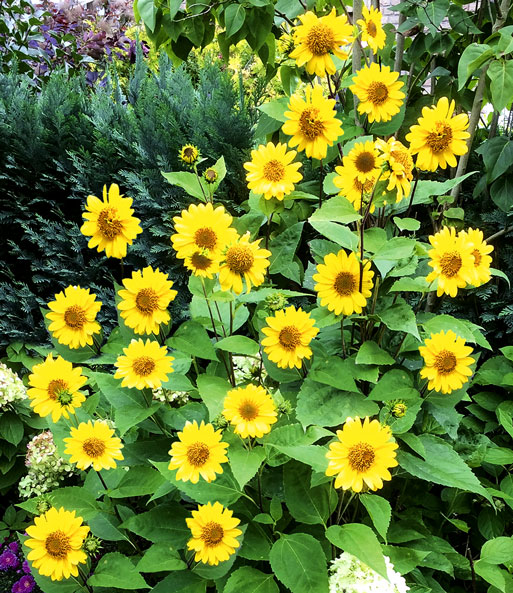 Die winterharte Sonnenblume „SunCatcher“ ist in einem sonnigen Garten gepflanzt und zeigt ihre leuchtend gelben Blüten in voller Blüte.