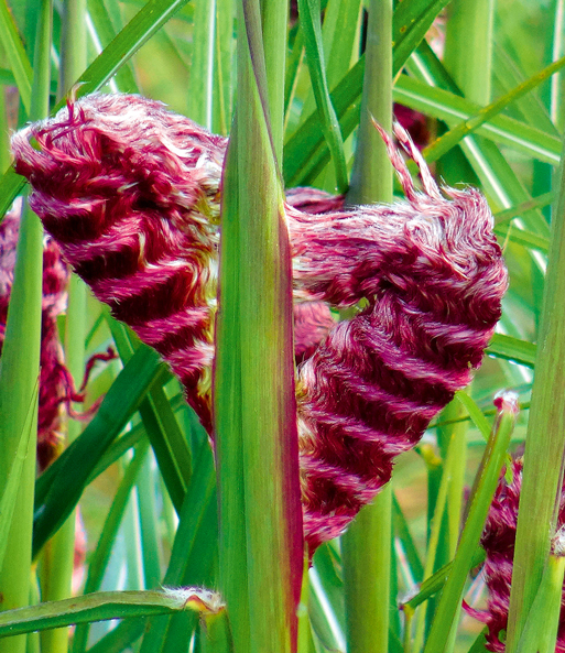 Nahaufnahme der flauschig, pinken Wedel des Miscanthus „Boucle“.