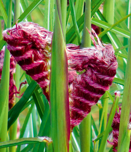 Miscanthus 'Boucle®'