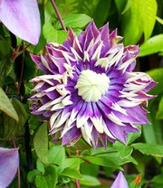 Clematis 'Taiga®'