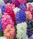 Hyazinthen-Mix 'Irresistible Fragrance'