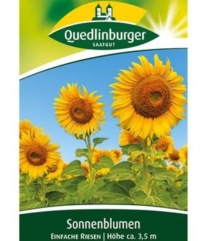 Sonnenblume 'Einfache Riesen'