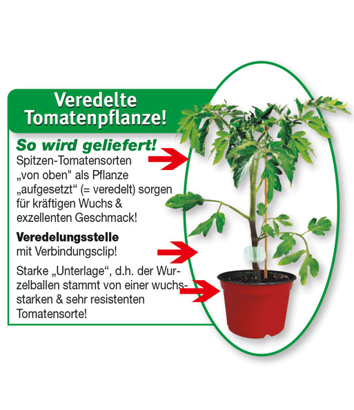 2er veredelte Kirsch-Tomate 'Pepe' F1