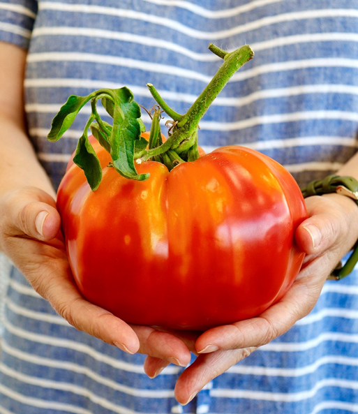 Nahaufnahme einer Frucht der veredelten Fleisch-Tomate „Gigantomo“ F1, welche mit beiden Händen gehalten wird.