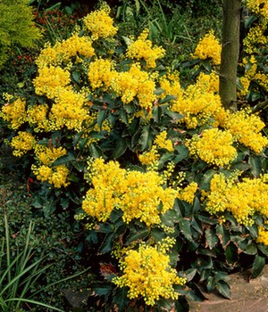 Zwerg-Mahonie 'Apollo'