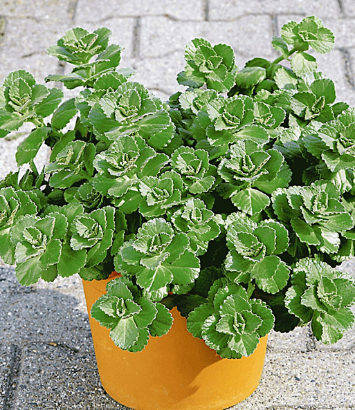 Coleus Canin 'Verpiss-Dich®'-Pflanze