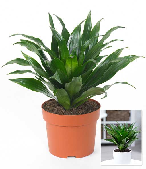 Dracena 'Compacta'