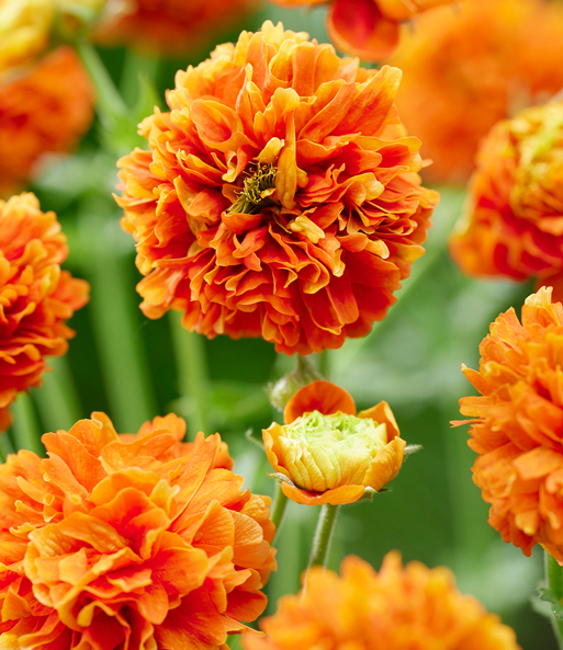 Geum 'Orange Pumpkin®'