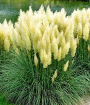 Weißes Pampasgras im 14 cm XL-Topf