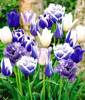 Tulpen-Mix 'Perfect Partners®' 'Blue Blend'