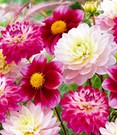 Dahlien-Mix 'Candy Cottage'