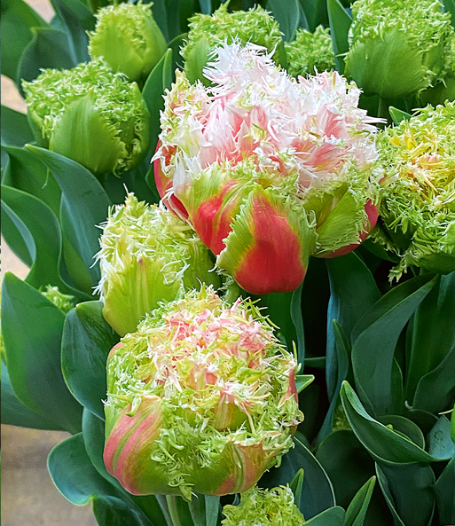 Crispa-Tulpe 'Byron Bay'