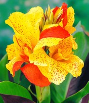 Canna 'Cleopatra'