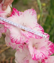 Riesenblütige Gladiole 'My Love'