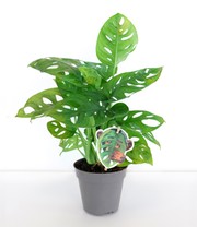 Monstera 'Monkey Leaf®'