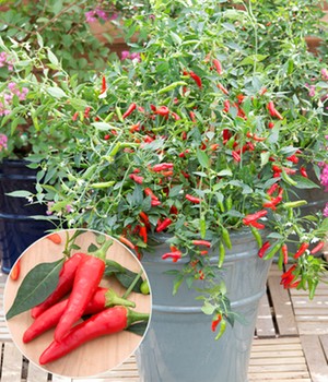 Patio-Chili 'Pikito'