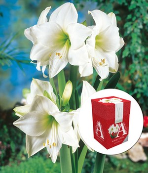 Amaryllis 'Weiße Intokazi' mit Geschenkbox