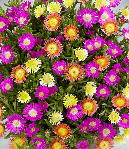 Winterharte Eisblumen 'Summer Mix'