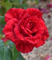 Edel-Rose 'Red Intuition®'